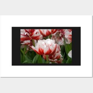 tulips Posters and Art